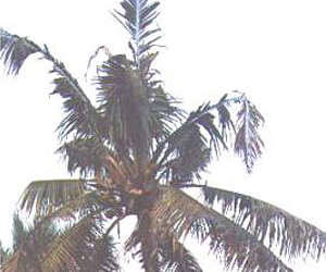 Description: http://agritech.tnau.ac.in/expert_system/coconut/coconut/images/diseases/leafrot002.jpg